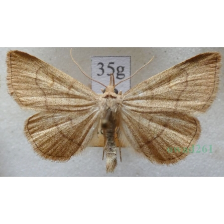 Paracolax tristalis (Fabricius, 1794) male Szczękalica brodźczyca Czech35g